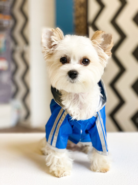 DoggyDolly Raincoat Blue Одяг для собак Дощовик