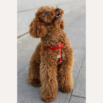 Кожаная шлея BranniPets - Arnés Nara Red