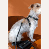 Кожаная шлея BranniPets - Arnés Nara Black