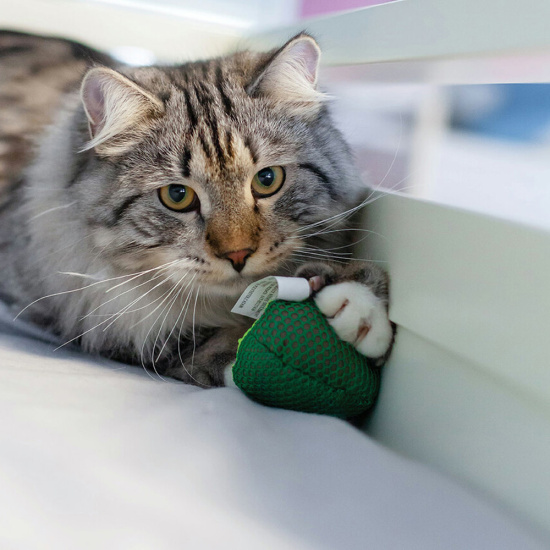 Petstages Lil' Avocato Игрушка "Авокадо" для кошек