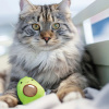 Petstages Lil' Avocato Игрушка "Авокадо" для кошек