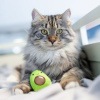Petstages Lil' Avocato Игрушка "Авокадо" для кошек