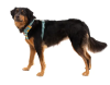 Повседневная шлейка для собак Ruffwear Front Range Бирюзово-оранжевый