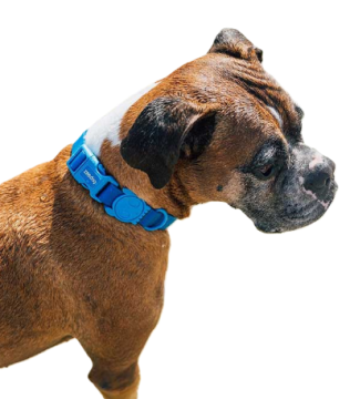 Ошейник для собак Zee.Dog - NeoPro Blue 