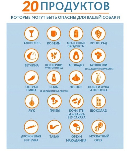 Продукты, которые нельзя давать собакам.